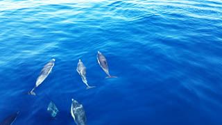 Dolphins Joining us for a Burial at Sea Service great burial at sea pictures