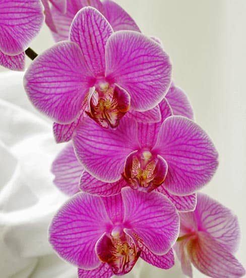 Violet flower - Basic San Diego Cremation Pricing Package
