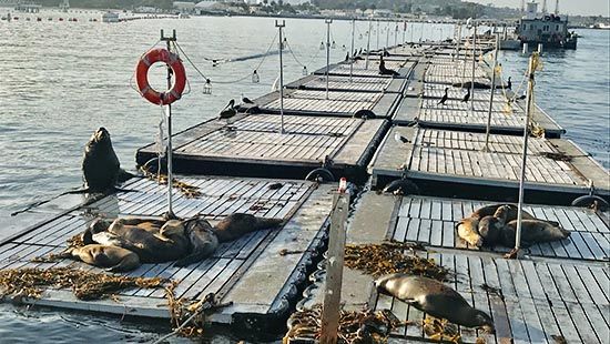 Sea Lions on the Bait Barge