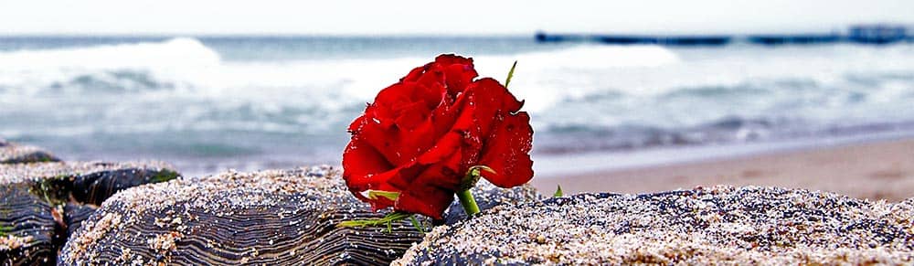 Single Rose for full body Sea Burial